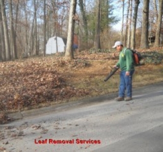 Leaf Removal Services