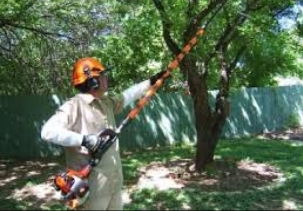 Tree Care