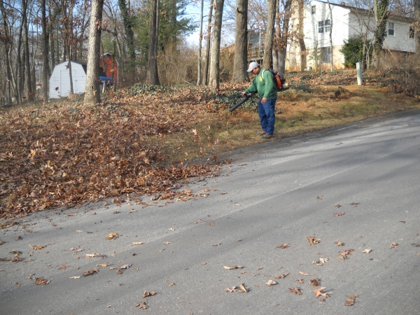 Leaf Removal